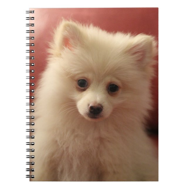 Cute Pomeranian Dog Notebook (Front)