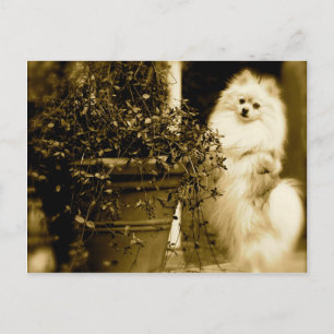 Cute Pomeranian Postcard