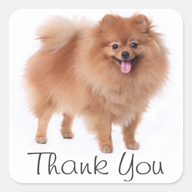 Cute Pomeranian Puppy Dog Thank You  Pom Pom Square Sticker (Front)