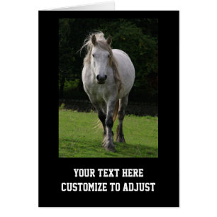 Cute pony photograph