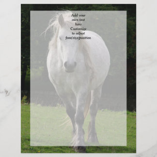 Cute pony photograph