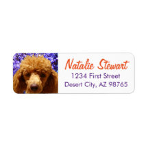 Cute Poodle