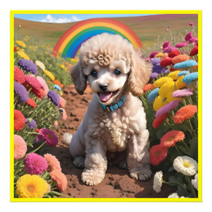 Cute Poodle Colourful flower and rainbow Photo Print
