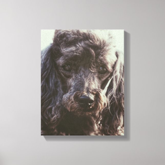 Cute Poodle Dog Face Eyes Canvas Print (Front)