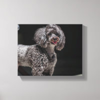 Cute Poodle Dog Face Eyes Tongue