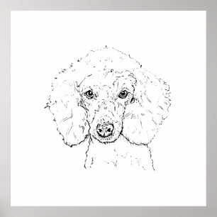 Cute Poodle Dog Illustration, Hand Drawn Poster