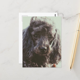 Cute Poodle Dog Puppy Face Eyes  Postcard