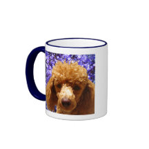 Cute Poodle