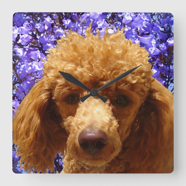 Cute Poodle Square Wall Clock (Front)