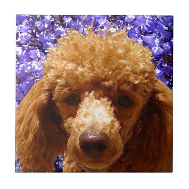 Cute Poodle Tile (Front)