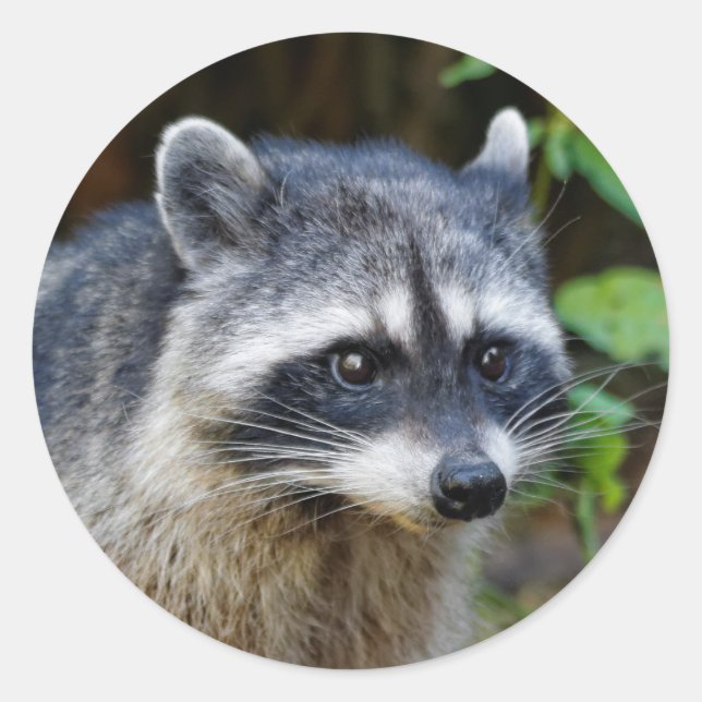 Cute Posing North American Racoon Classic Round Sticker (Front)
