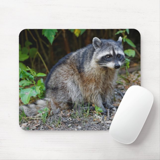 Cute Posing North American Racoon Mouse Pad (With Mouse)