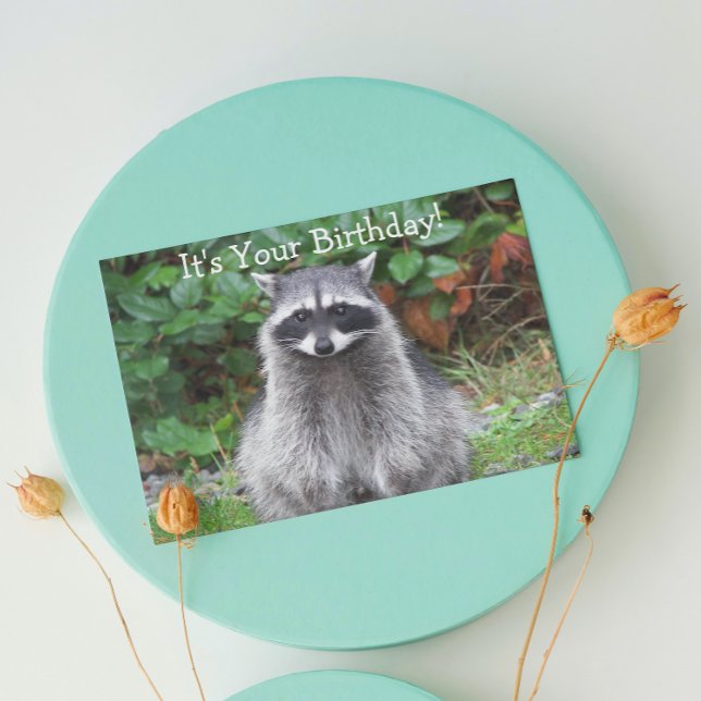 Cute Posing Racoon Funny Wildlife Birthday Card (In Situ)