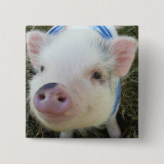 Cute Pot Belly Pig 15 Cm Square Badge (Front)