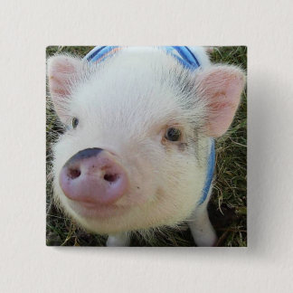 Cute Pot Belly Pig 15 Cm Square Badge