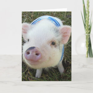 Cute Pot Belly Pig Card