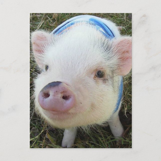 Cute Pot Belly Pig Postcard (Front)