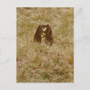 Cute praire dog postcard