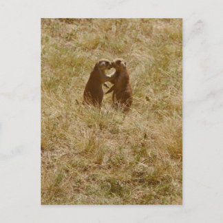Cute praire dog postcard