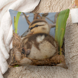 Cute Precocious Mallard Duckling Baby Bird Cushion