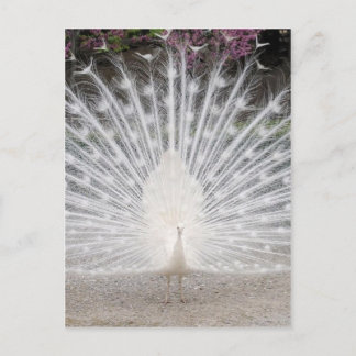 Cute pretty white peacock dancing party invitation postcard