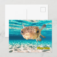 Cute Puffer Fish in the Ocean Peaceful Underwater 