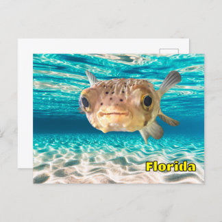 Cute Puffer Fish in the Ocean Peaceful Underwater  Postcard