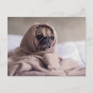 Cute Pug Dog Postcard
