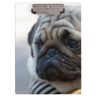 Cute Pug Face Closeup Clipboard