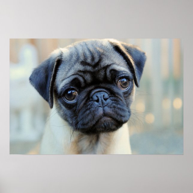 Cute Pug Mug Poster (Front)