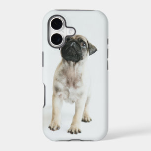 Cute Pug Puppy