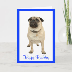 Pug Birthday Cards | Zazzle.co.nz