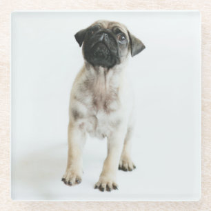 Cute Pug Puppy Glass Coaster