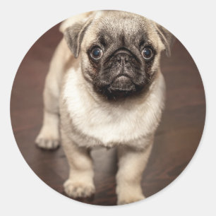 Cute Pug Puppy Photo Classic Round Sticker
