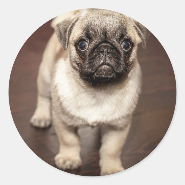 Cute Pug Puppy Photo Classic Round Sticker (Front)