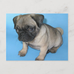 Cute Pug Puppy Postcard
