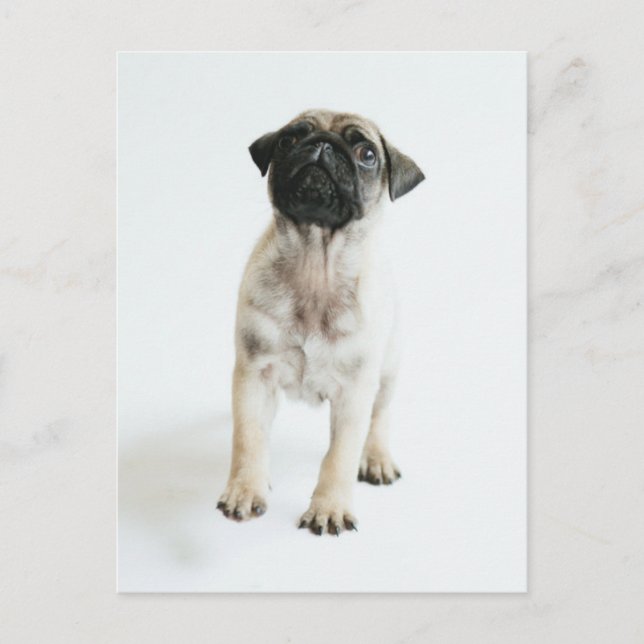 Cute Pug Puppy Postcard (Front)