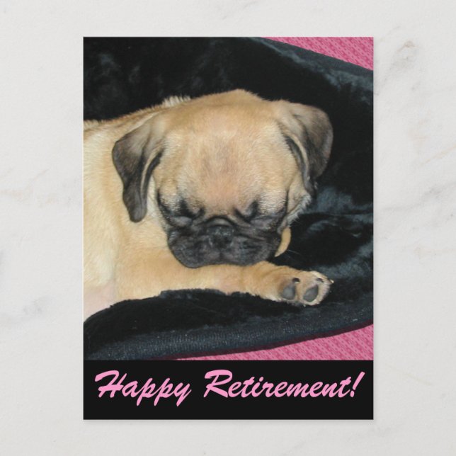 Cute Pug Puppy Postcard (Front)