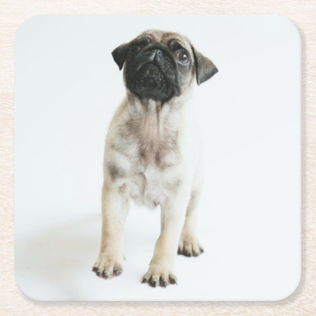 Cute Pug Puppy Square Paper Coaster (Front)