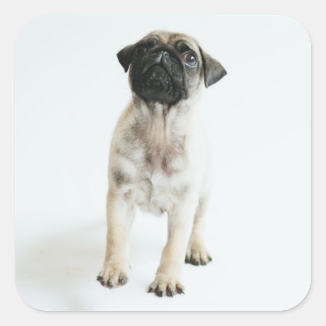 Cute Pug Puppy Square Sticker (Front)