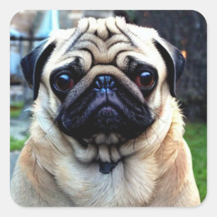 Cute Pug Square Sticker