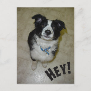 Cute Pup Postcard