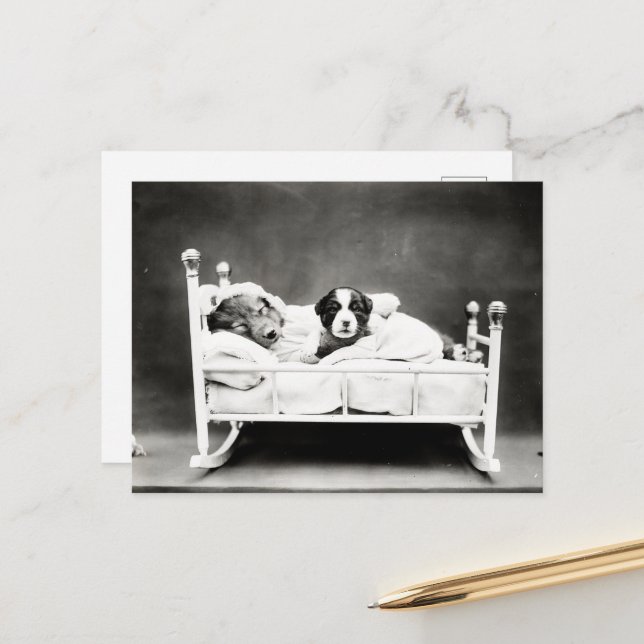 Cute Puppies in Bed Postcard (Front/Back In Situ)