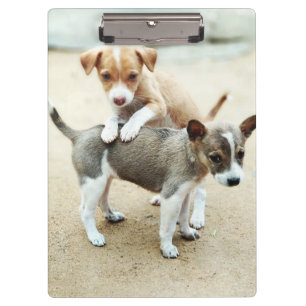 Cute Puppies Playing on Beach Clipboard
