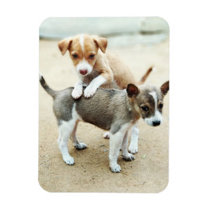Cute Puppies Playing on Beach Magnet