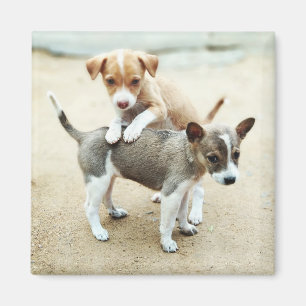 Cute Puppies Playing on Beach Magnet