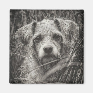 Cute Puppy Black and Whie Portrait Photograph Magnet