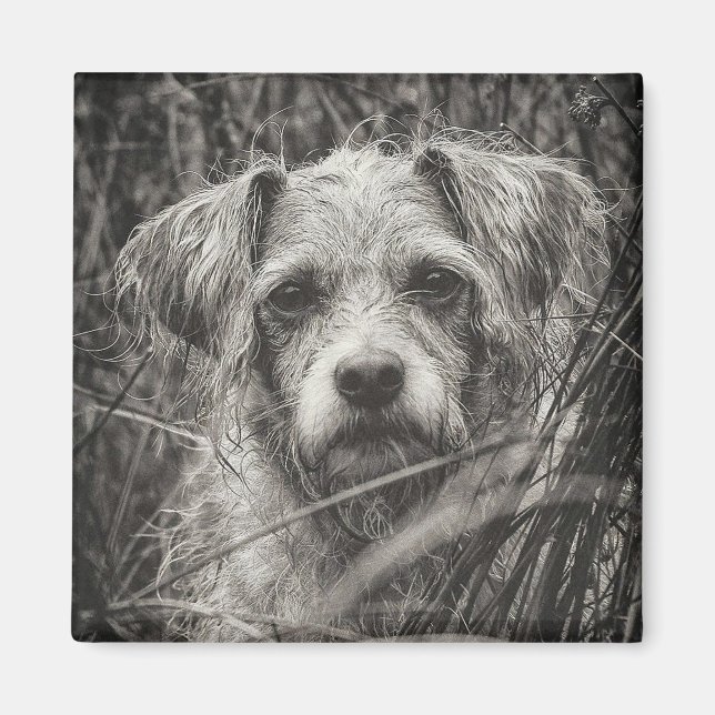 Cute Puppy Black and Whie Portrait Photograph Magnet (Front)