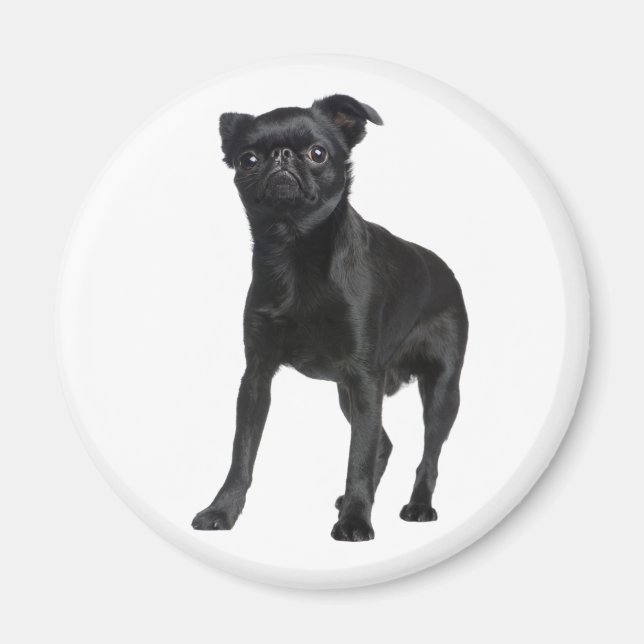 Cute Puppy Black Dog Lovers Brussels Griffon Magnet (Front)