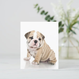 Cute Puppy Bulldog Sad